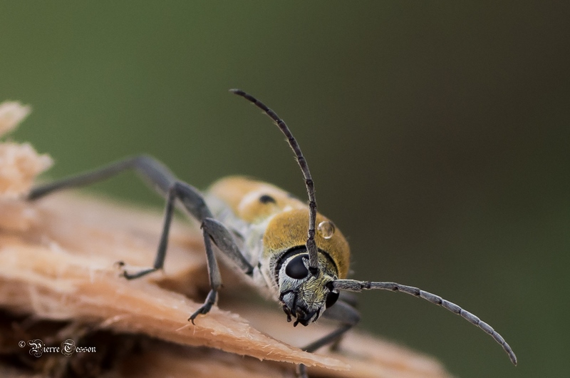Insecte dans le bois (de chauffage)