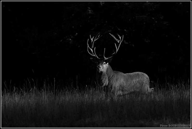 Cerf laphe (cervus elaphus) par Pierre BOURGUIGNON, photographe animalier / Belgique