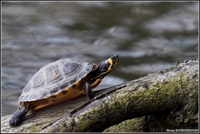 Tortue de Floride par Pierre BOURGUIGNON, photographe animalier