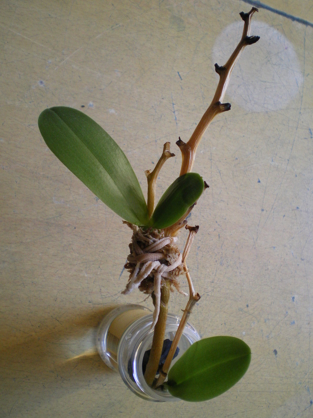 Phalaenopsis 'Sweet Memory" : bébés orphelins 18030610343320151715598155