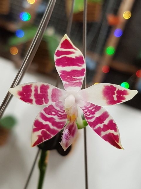 Phalaenopsis amboinensis white x speciosa - Page 2 18030803185817991315602354