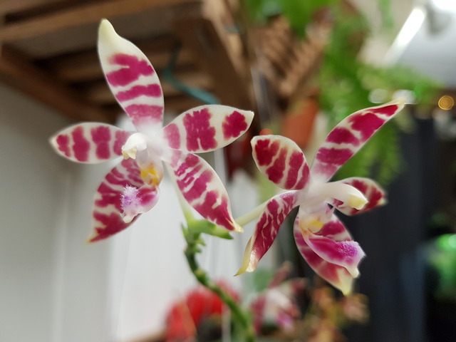 Phalaenopsis amboinensis white x speciosa - Page 2 18030803192417991315602355