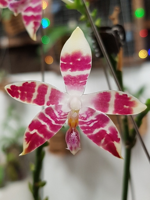 Phalaenopsis amboinensis white x speciosa - Page 2 18030803195417991315602357