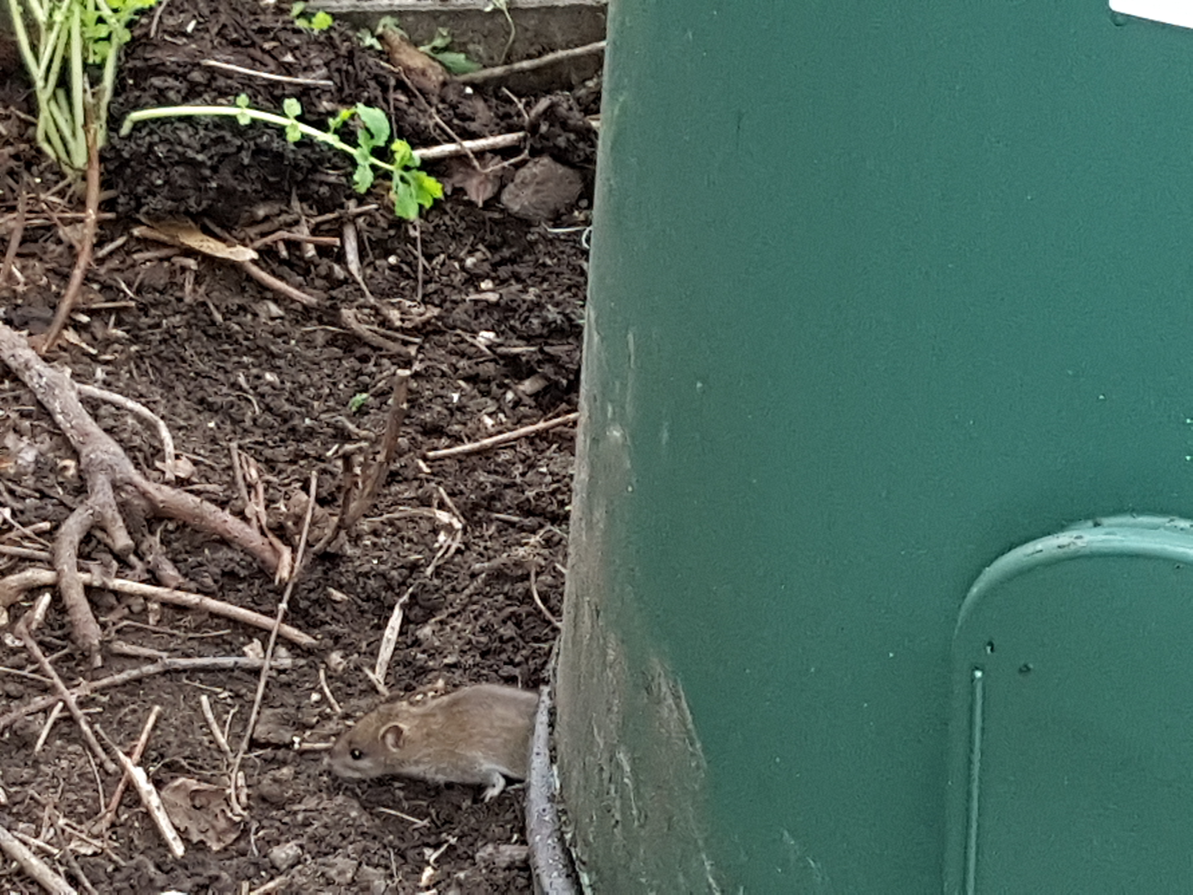 rat sous le composteur