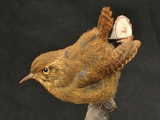 2012-Birdlife