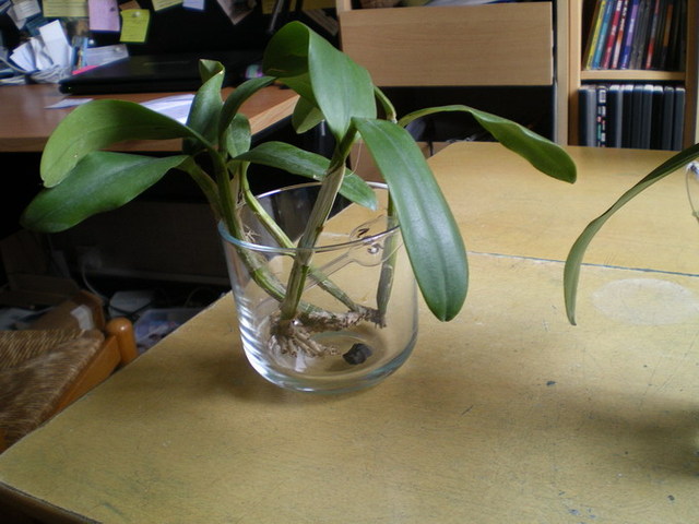 Myrmecattleya Bordighera mauvaise passe 18040303073720151715648443