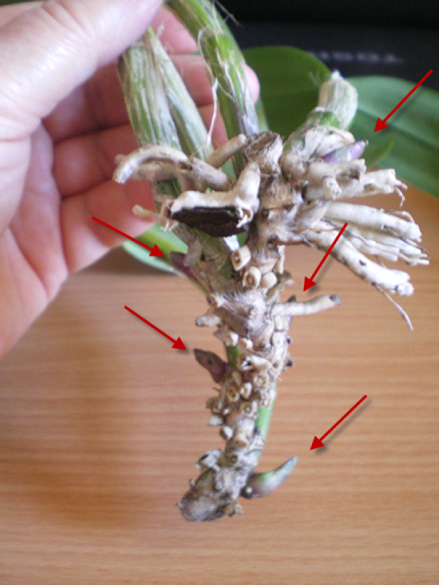 Myrmecattleya Bordighera mauvaise passe 18040303074120151715648444