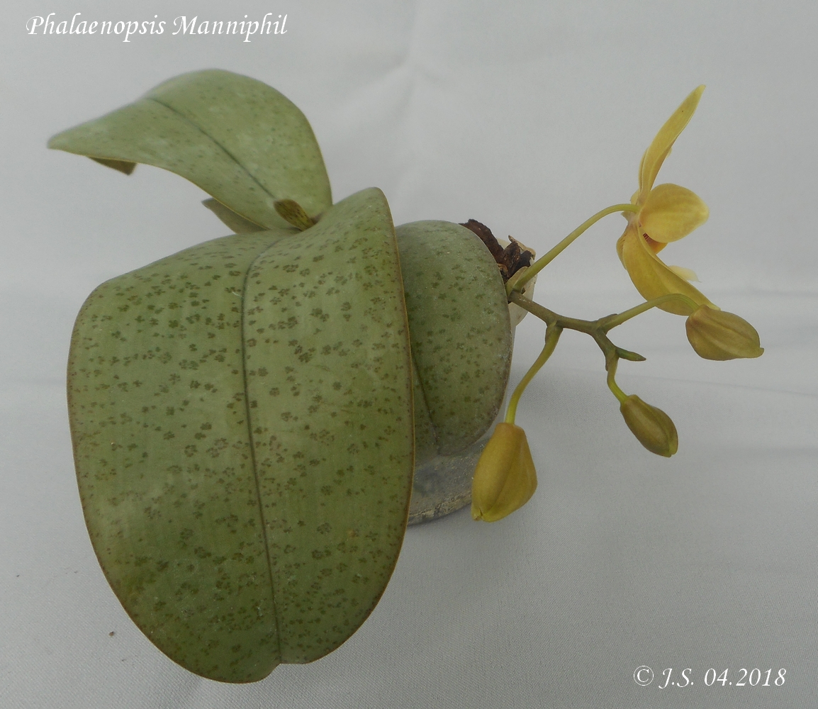Phalaenopsis Manniphil 18041211280411420015665074