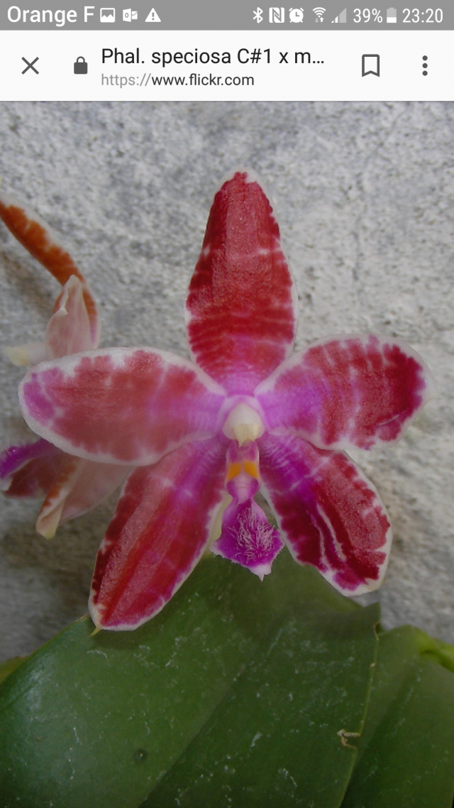 Phalaenopsis lueddemanniana - Page 2 18042111403517991315680025