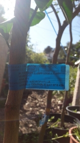 Directplant Jesus Ponce Mini_18042305584712466715682305