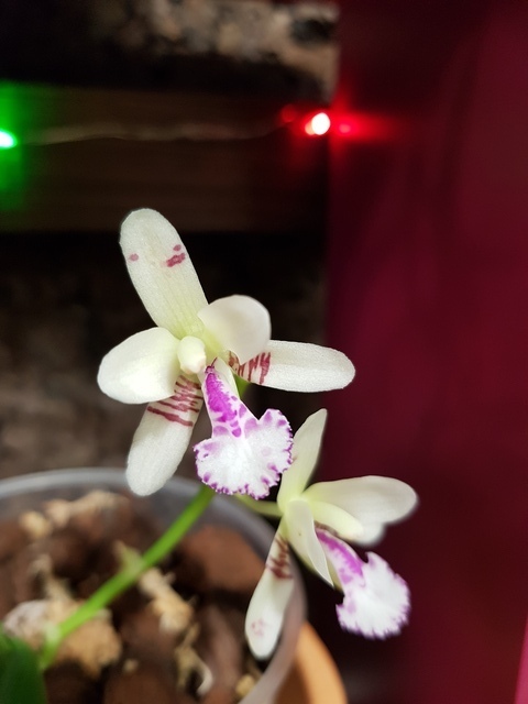 Phalaenopsis japonica 18042410505117991315683379