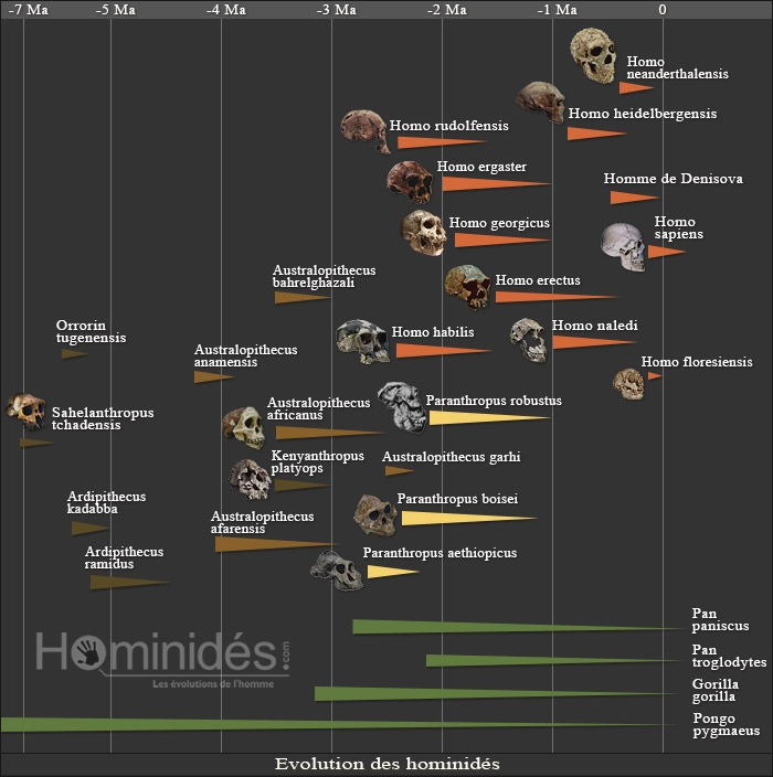 Sapiens et arbre-genealogique-hominides