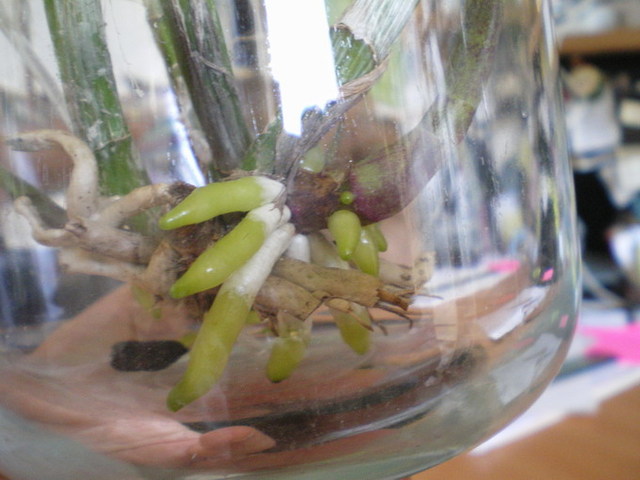 Myrmecattleya Bordighera mauvaise passe 18042712094220151715687657