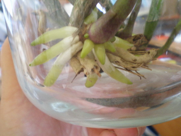 Myrmecattleya Bordighera mauvaise passe 18042712094320151715687658