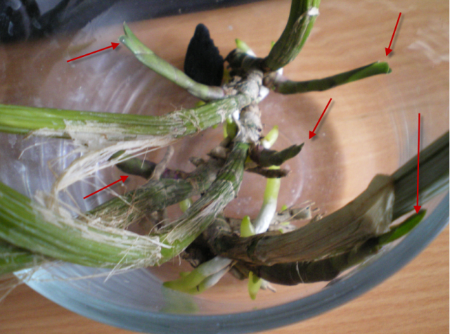 Myrmecattleya Bordighera mauvaise passe 18042712094920151715687659