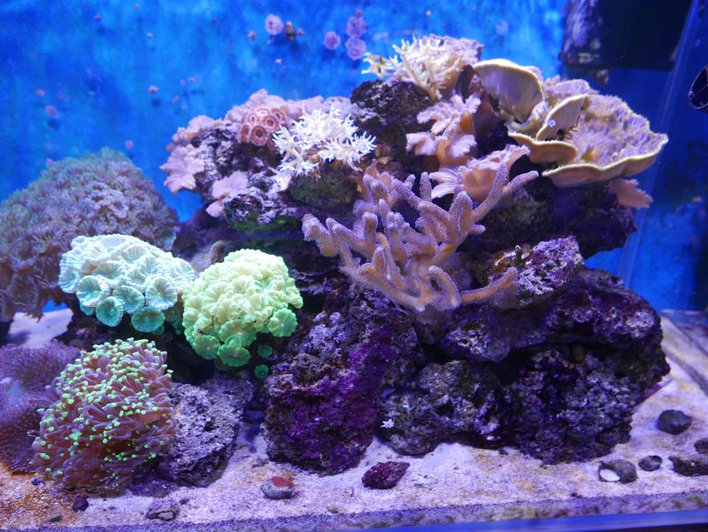 Aquarium 380 L total en système Jaubert déporté + ATS - Page 5 18050105245513025715694785