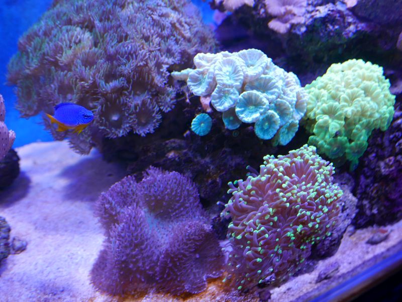 Aquarium 380 L total en système Jaubert déporté + ATS - Page 5 18050105245513025715694786