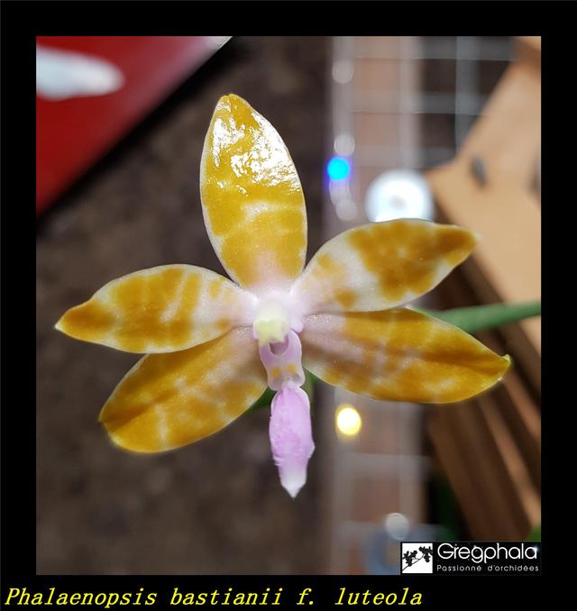 Phalaenopsis bastianii f. luteola 18050704220117991315702966