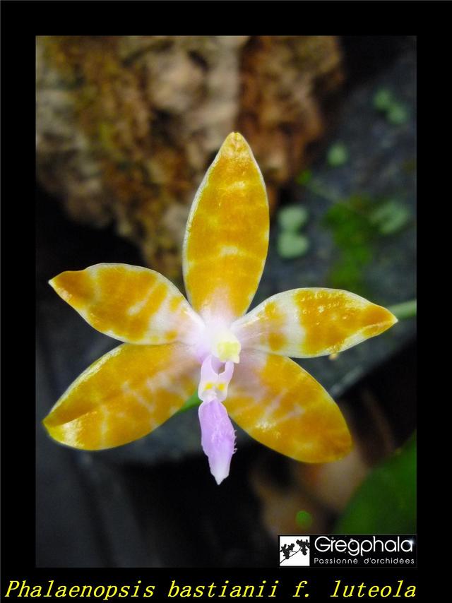 Phalaenopsis bastianii f. luteola 18050802075317991315704175