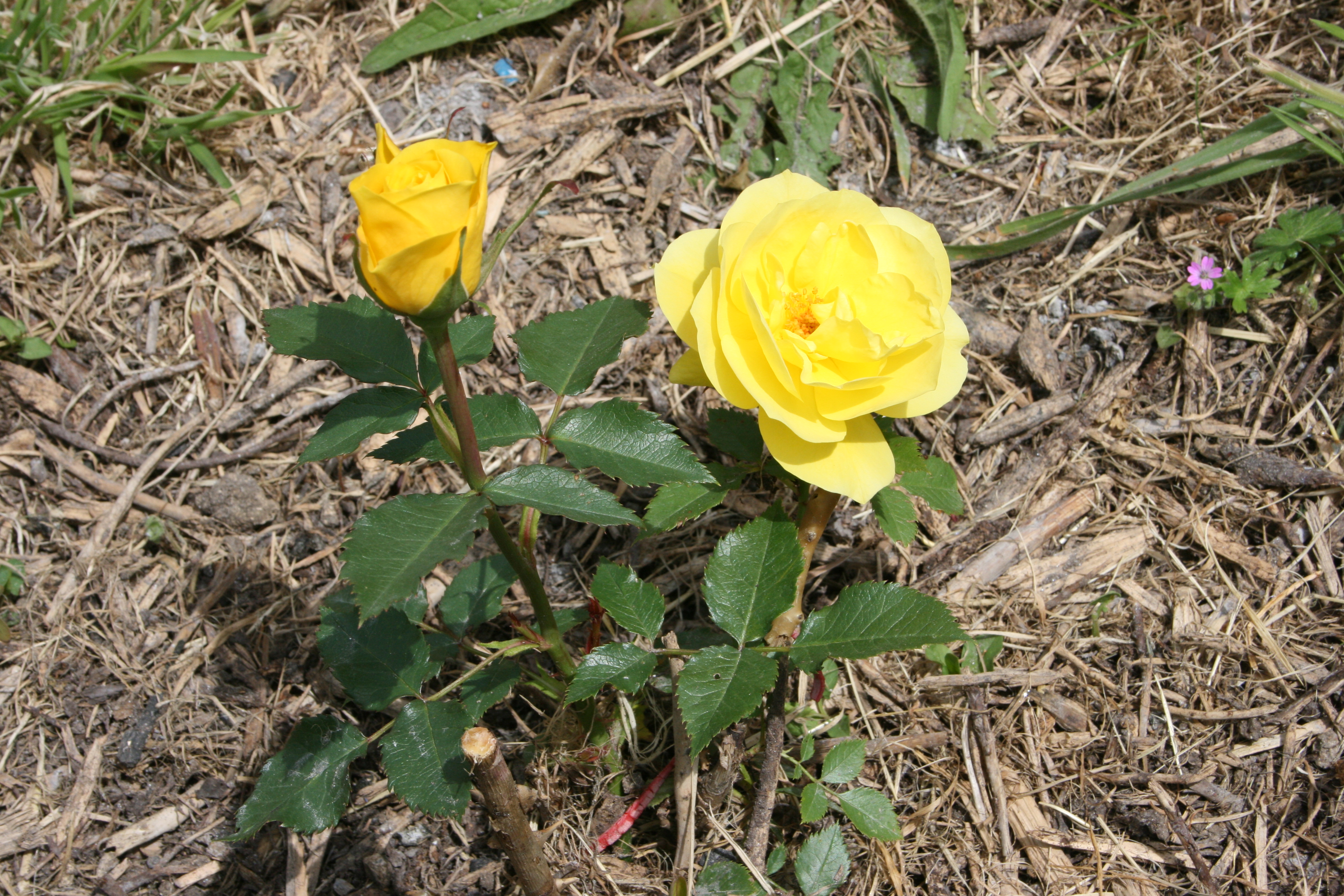fleur