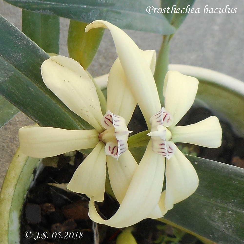 Prosthechea baculus 18051012051411420015706233