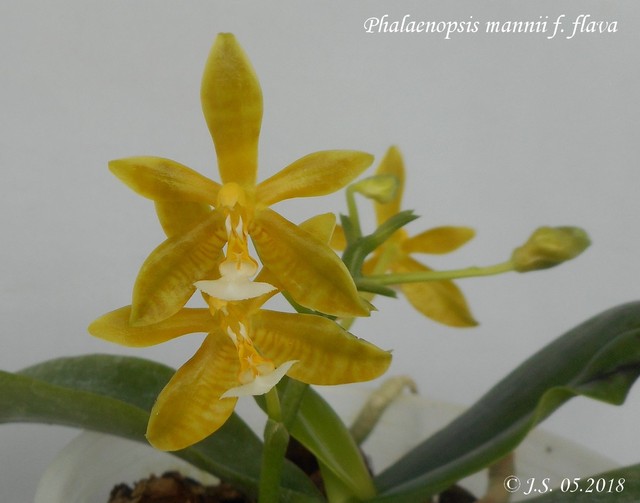 Phalaenopsis mannii f. flava 18051312011511420015710180
