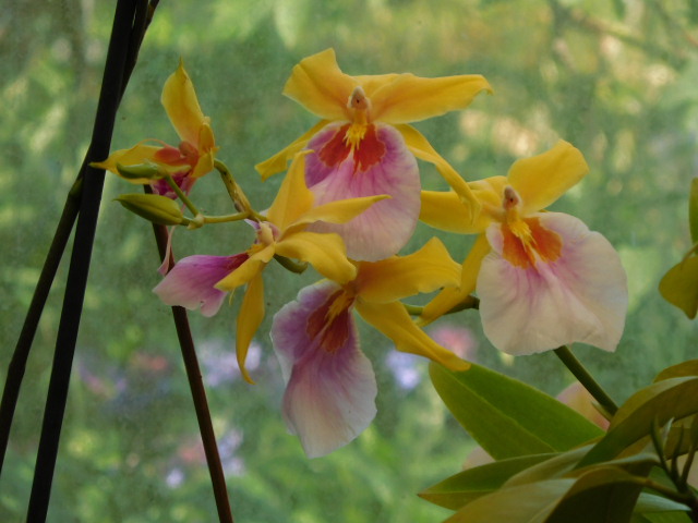orchid mai18 (1)