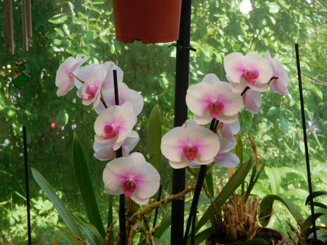 orchid mai18 (2)