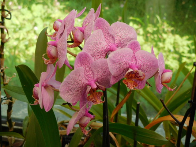 orchid mai18 (3)