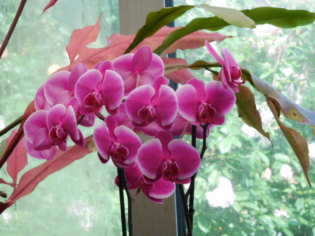 orchid mai18 (4)