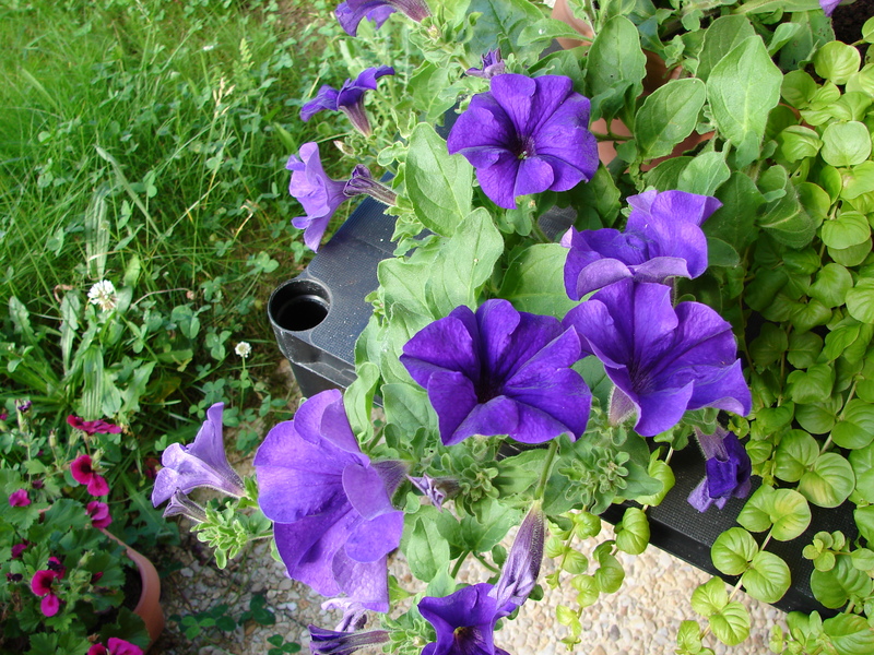 DSC00025 DSC00025