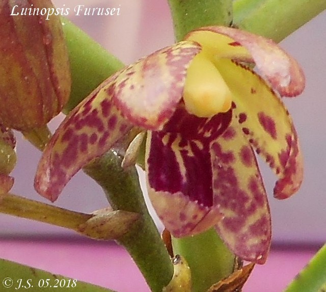Luisia teres x Phalaenopsis japonica (Luinopsis Furusei) 18052707320211420015732095