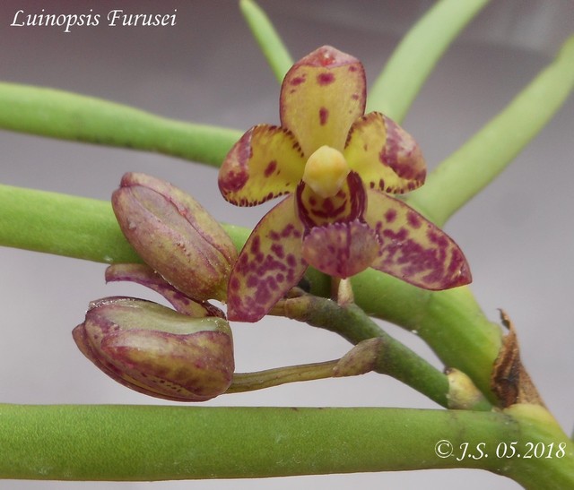 Luisia teres x Phalaenopsis japonica (Luinopsis Furusei) 18052707320311420015732096