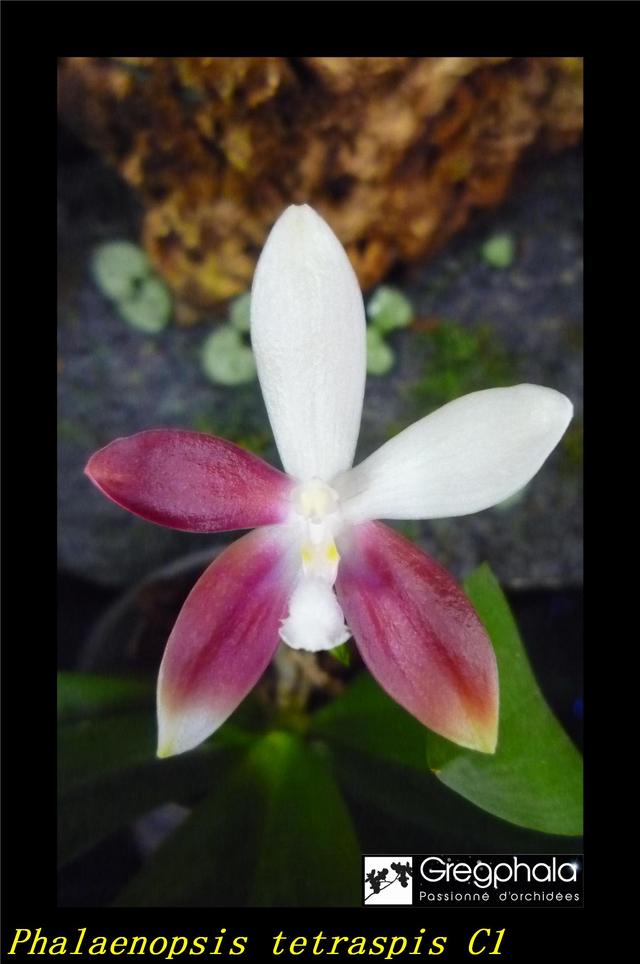 Phalaenopsis tetraspis 'C#1' 18052801573117991315733438