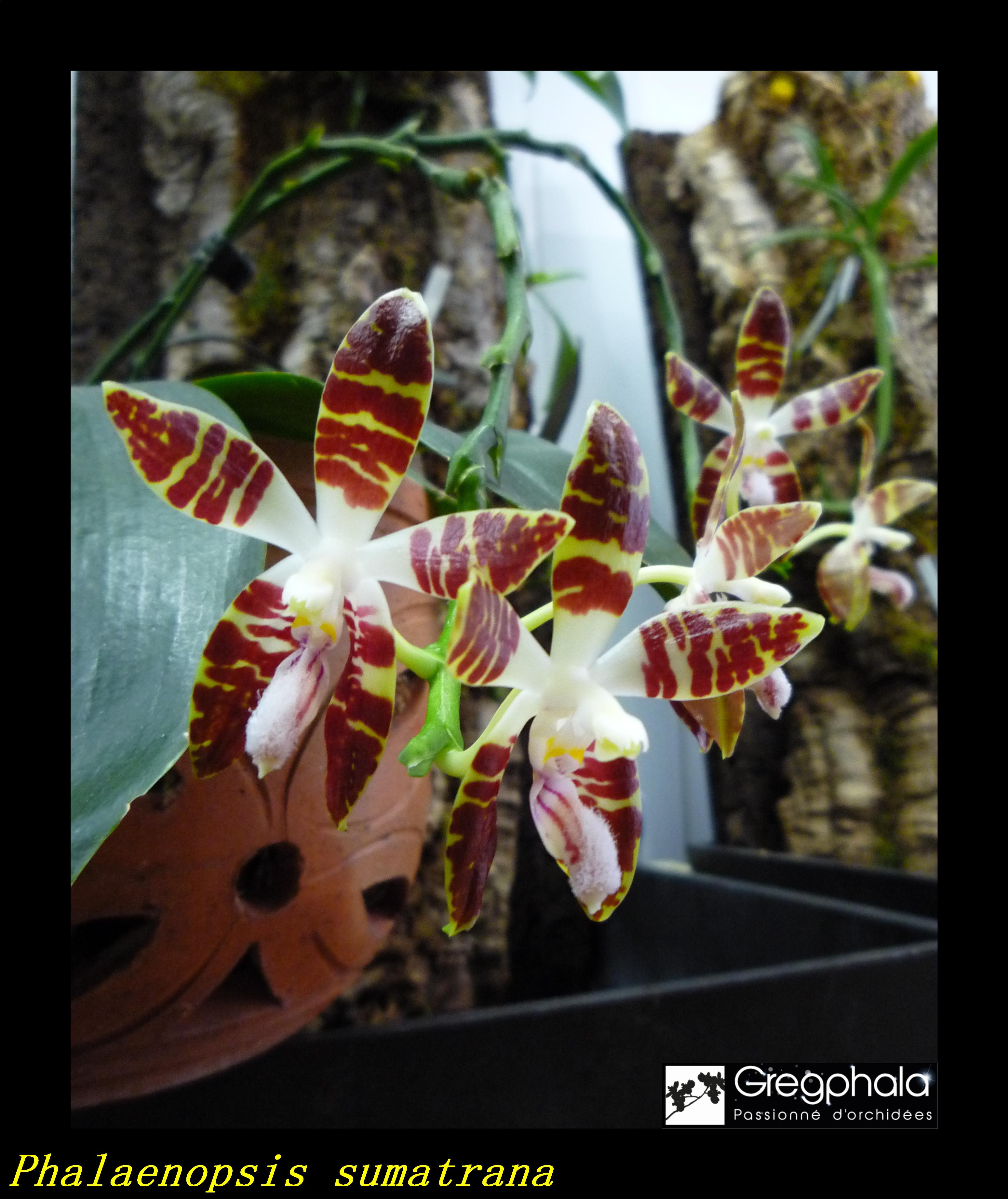 Phalaenopsis sumatrana 18053007575817991315737952
