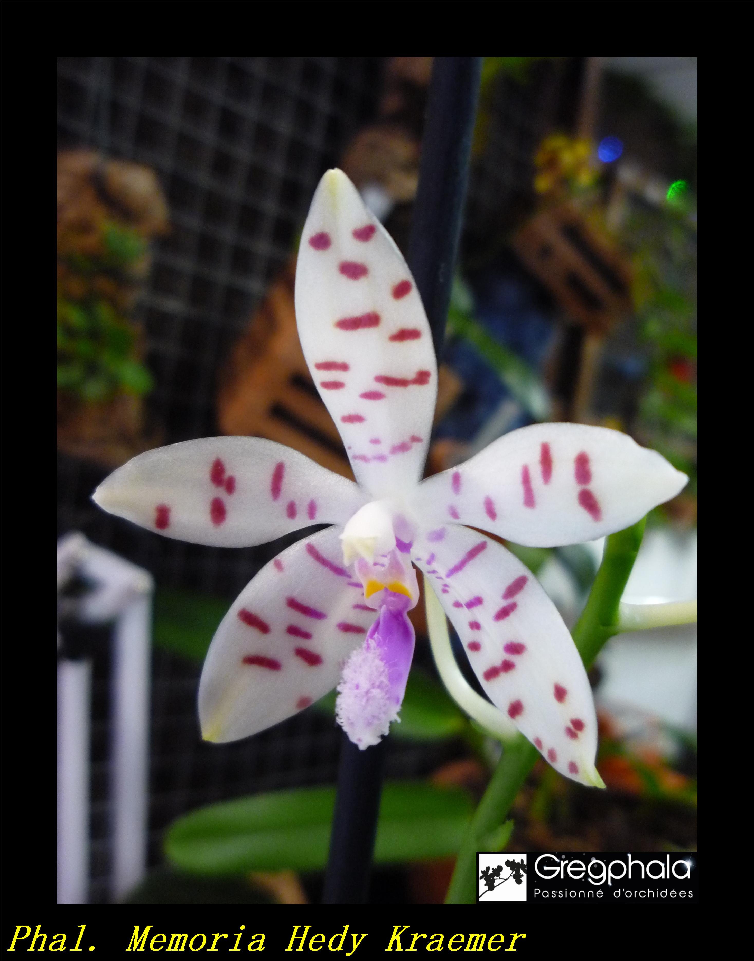 Phalaenopsis Memoria Hedy Kraemer (Phal.tetraspis x Phal.bastianii) 18060311155917991315743126