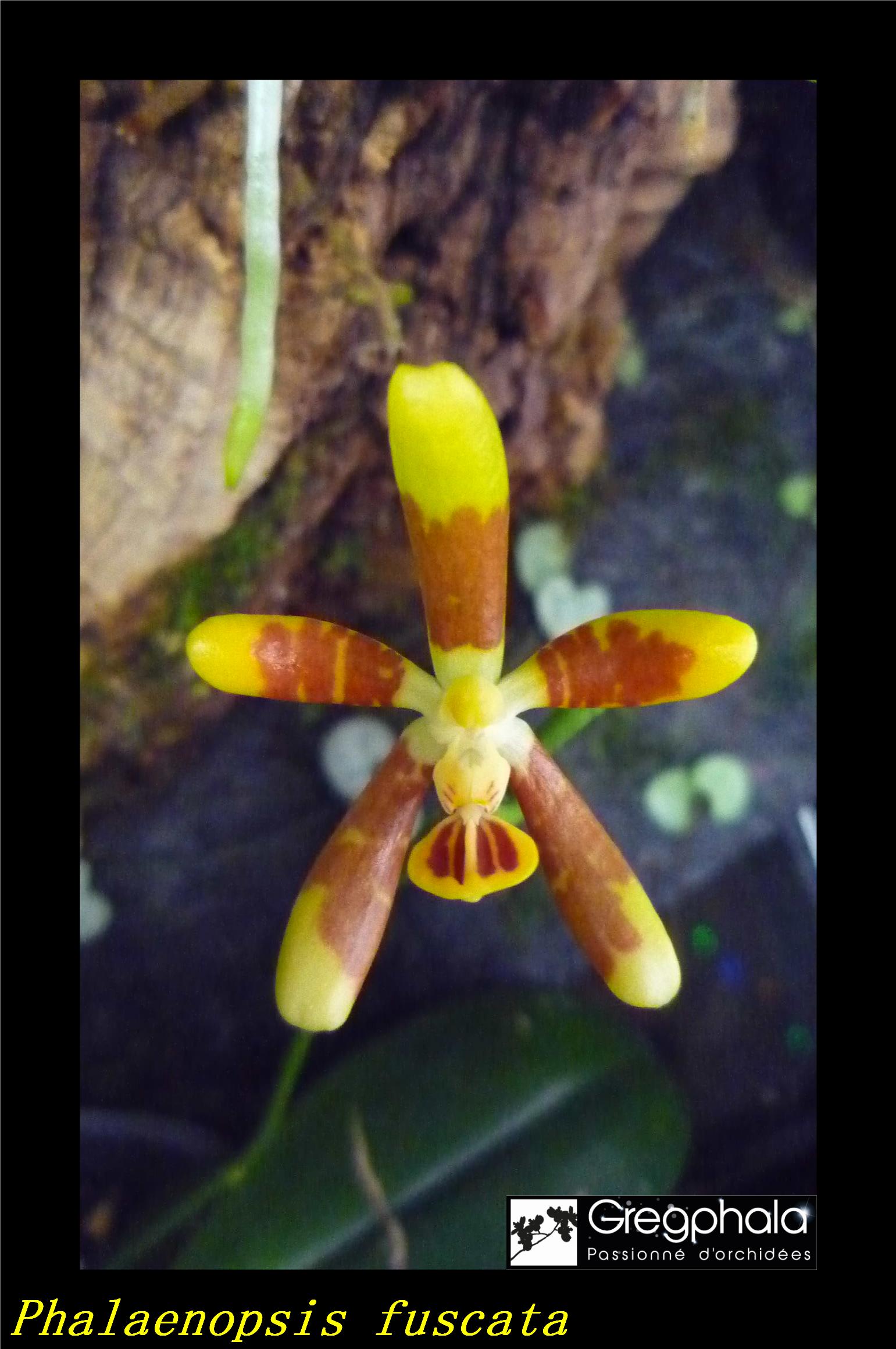 Phalaenopsis fuscata 18060402175217991315745471