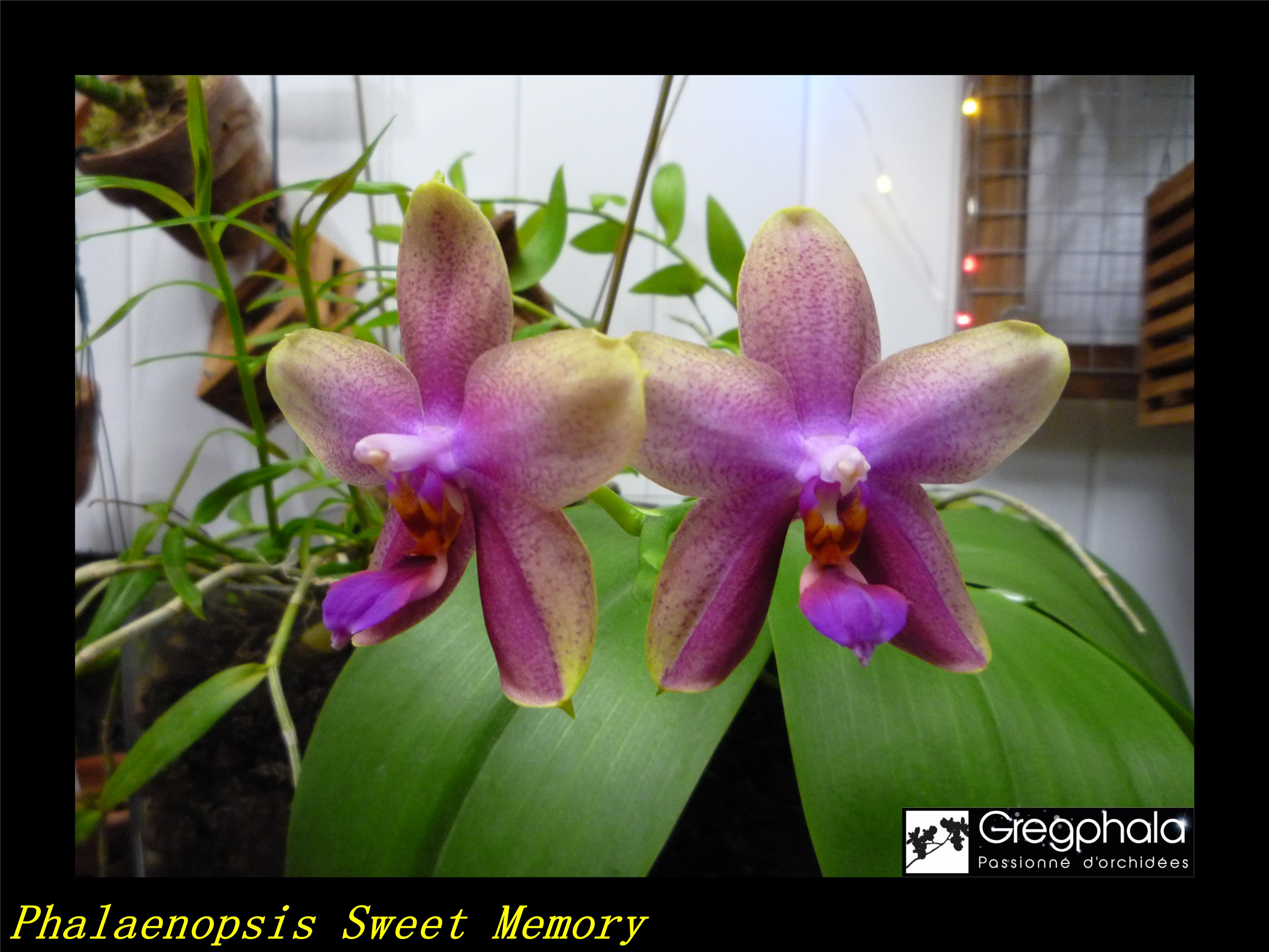 Phalaenopsis Sweet Memory 18060402175217991315745472