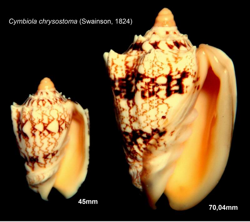 Cymbiola chrysostoma - (Swainson, 1824) 18060804184014587715752455