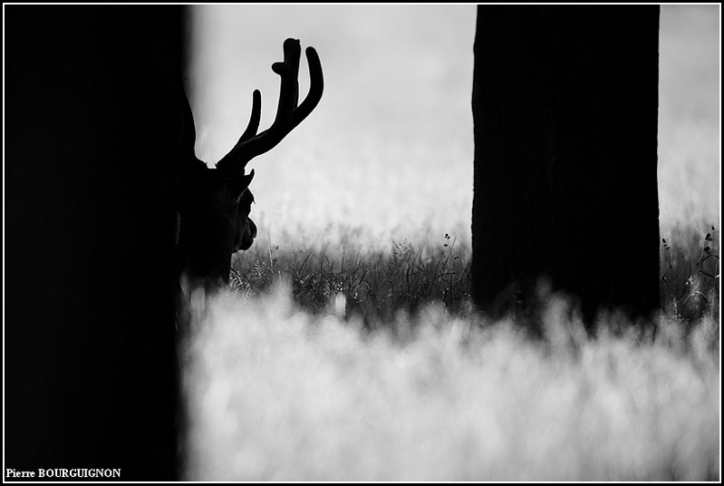 Cerf laphe (cervus elaphus) par Pierre BOURGUIGNON, photographe animalier, Belgique