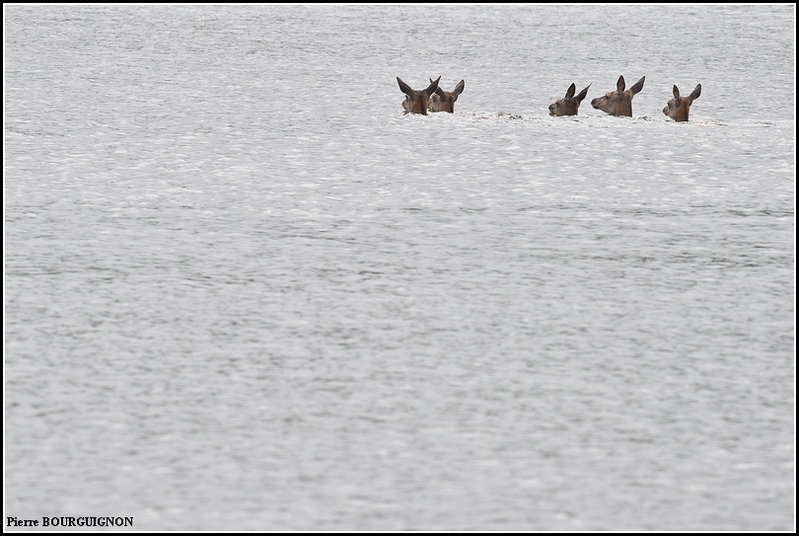 Cerf laphe (cervus elaphus) par Pierre BOURGUIGNON, photographe animalier, Belgique