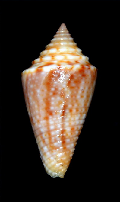 Conasprella (Ximeniconus) pusio (Hwass in Bruguière, 1792) 18061309500014587715761296