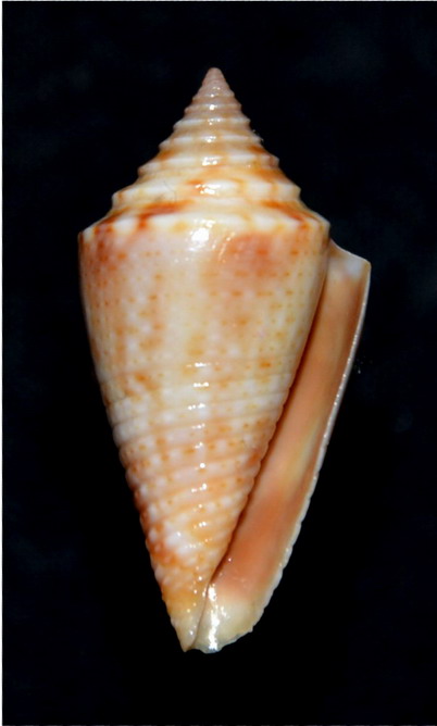 Conasprella (Ximeniconus) pusio (Hwass in Bruguière, 1792) 18061309500014587715761297