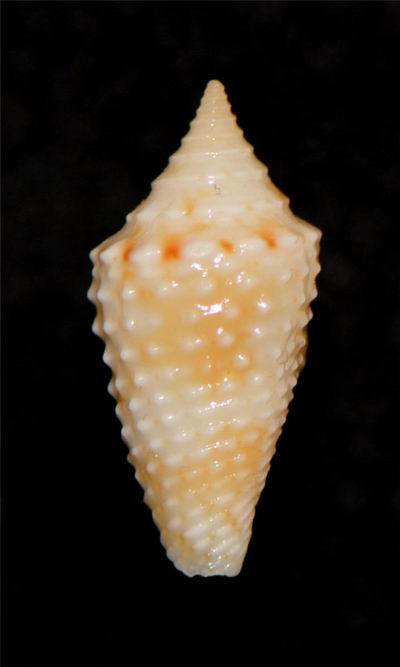 Conasprella (Ximeniconus) jaspidea  (Gmelin, 1791) 18061309500214587715761302