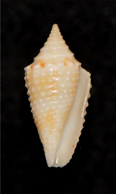 Conasprella (Ximeniconus) jaspidea  (Gmelin, 1791) 18061309500314587715761303