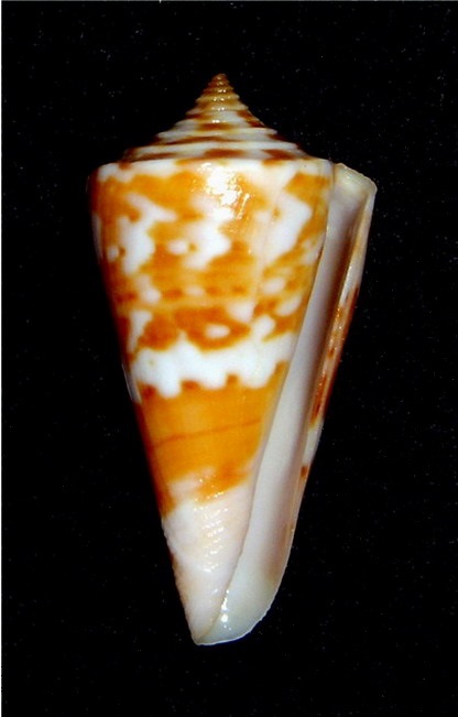 Conidae Conus (Sandericonus) sanderi  Wils & Moolenbeek, 1979 18061309500314587715761304