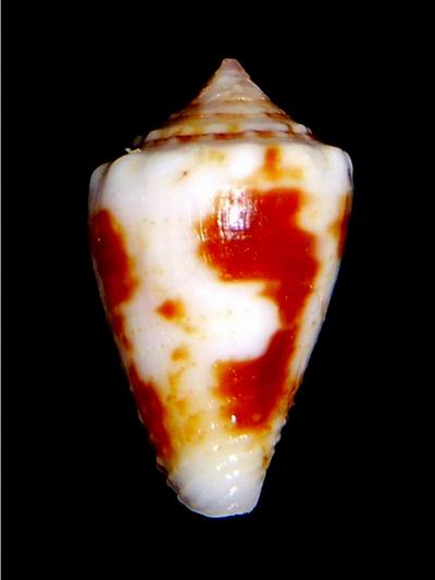 Conus (Dauciconus) sphacelatus   Sowerby I & II, 1833 18061309500314587715761305