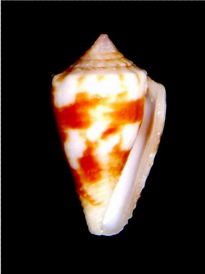 Conus (Dauciconus) sphacelatus   Sowerby I & II, 1833 18061309500314587715761306