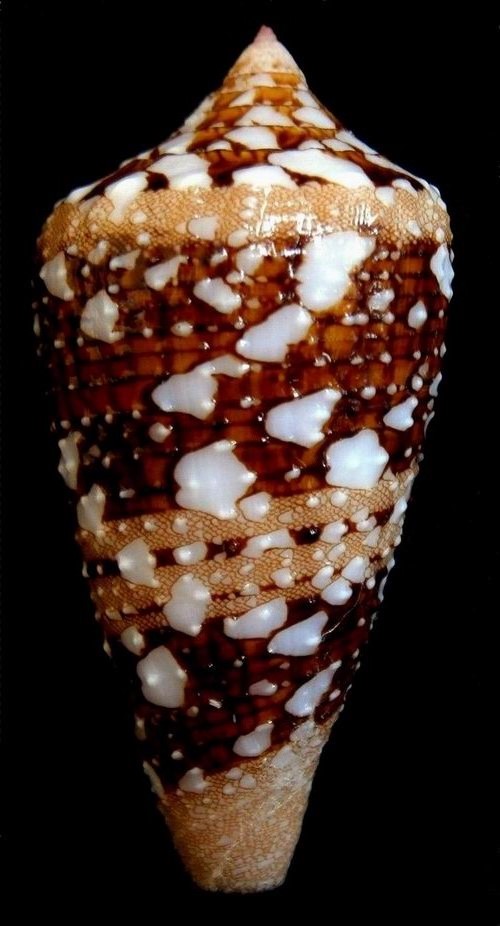 Conus (Cylinder) ammiralis archithalassus Hwass Bruguière 1792 18061510092914587715764144