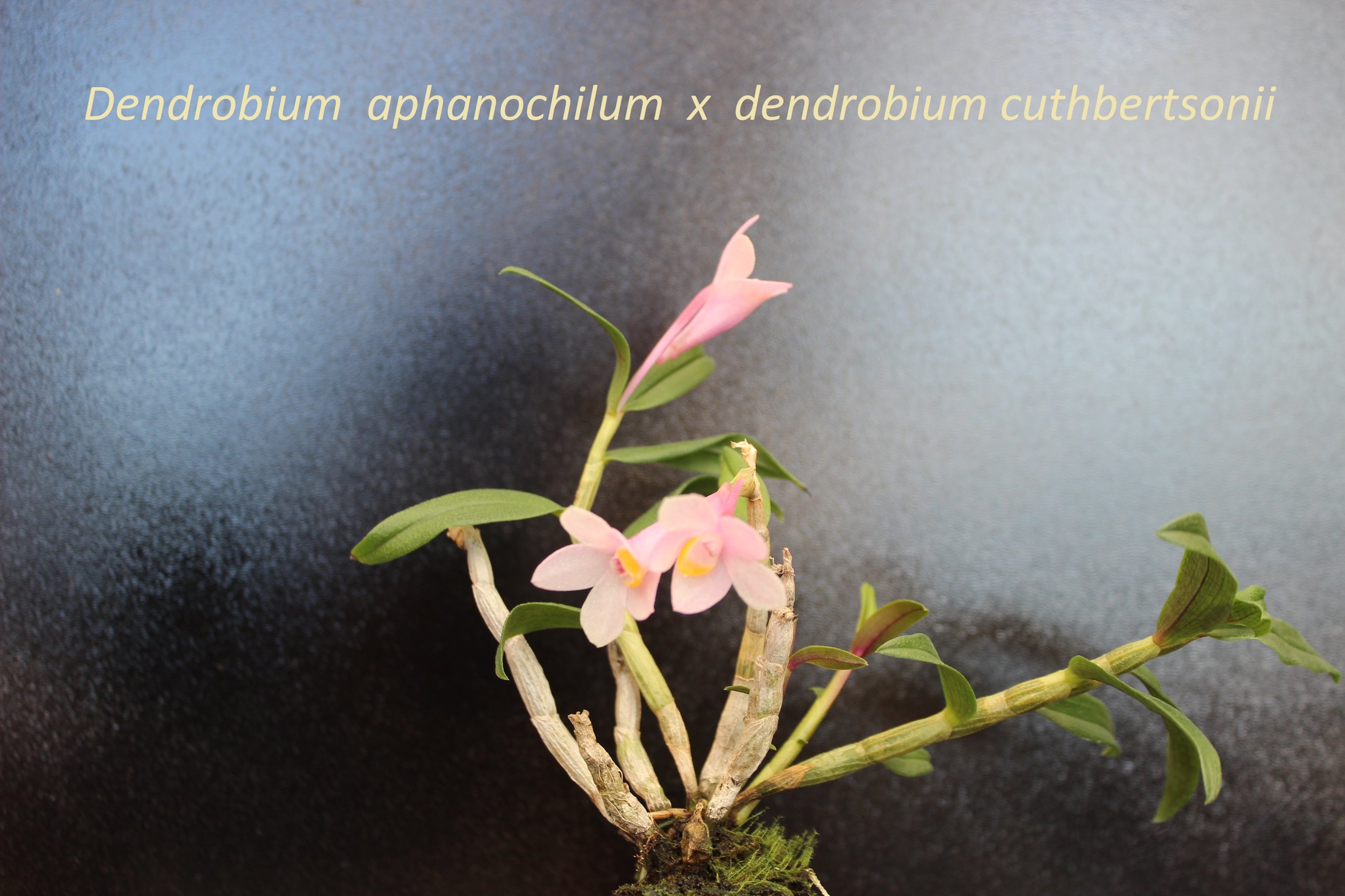 Dendrobium aphanochilum x dendrobium cuthbertsonii 18062305411818944715774696